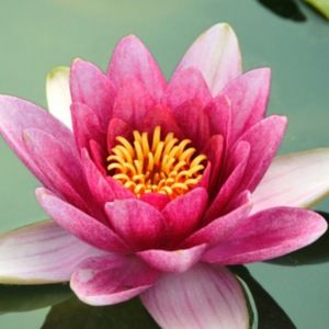 Meet your Posher, Vic